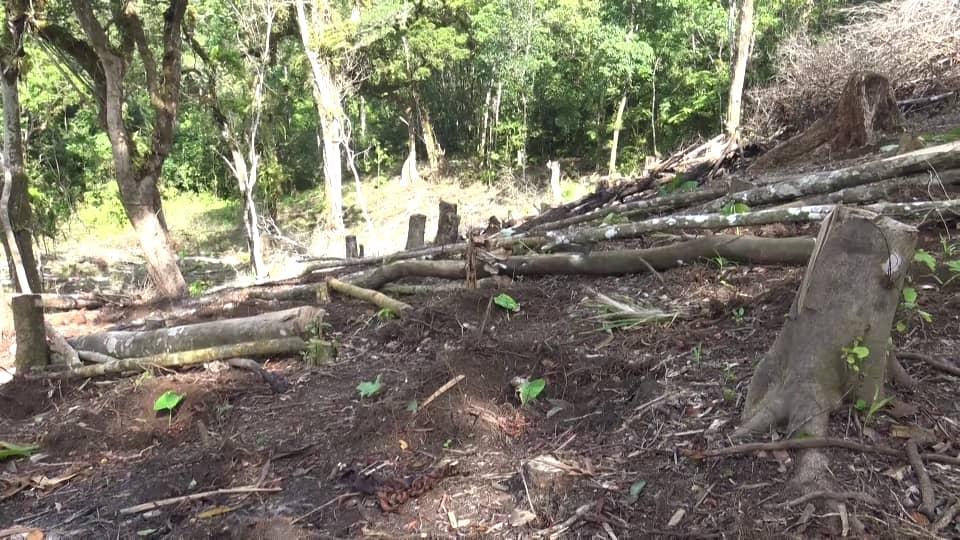 image Des déforesteurs pris en flagrant délit en plein forêt de Mahourani
